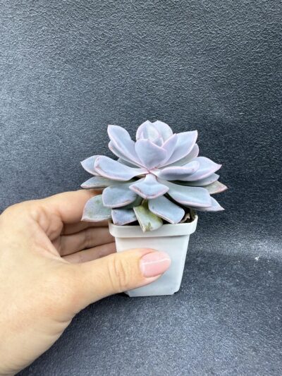 Echeveria Debbie - Зображення 2