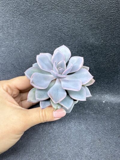 Echeveria Debbie