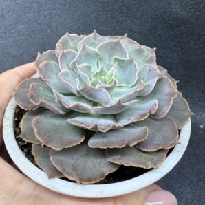 Echeveria Shaviana
