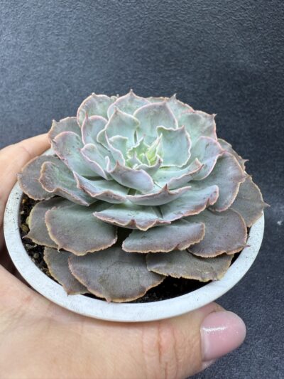 Echeveria Shaviana
