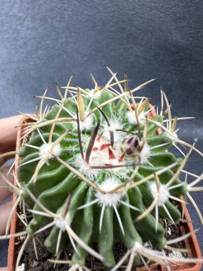 Echinofossulocactus crispatus - Зображення 4