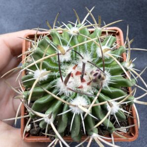 Echinofossulocactus crispatus