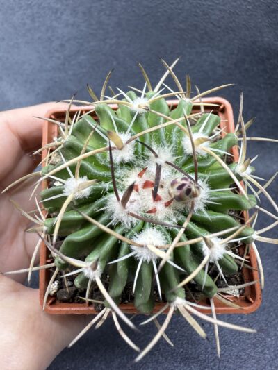 Echinofossulocactus crispatus
