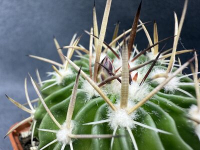Echinofossulocactus crispatus - Зображення 2