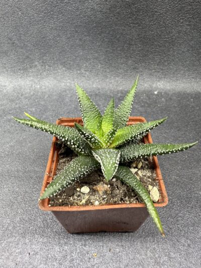 Haworthia Attenuata Enon - Зображення 2
