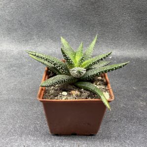 Haworthia Attenuata Enon