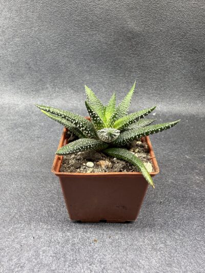 Haworthia Attenuata Enon