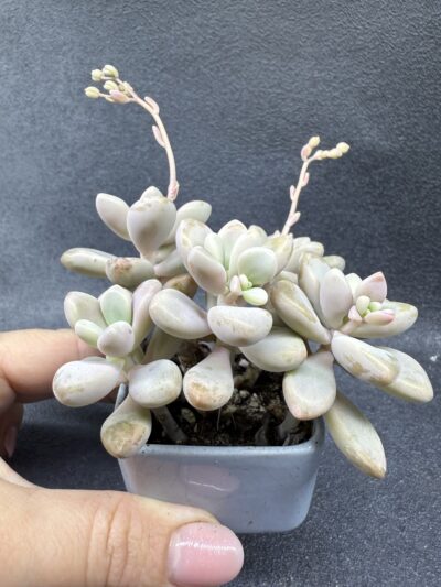 Graptopetalum Ellen - Зображення 3