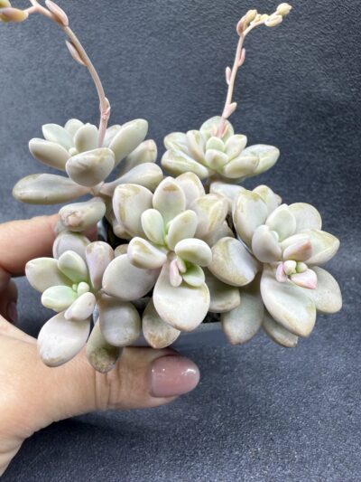 Graptopetalum Ellen