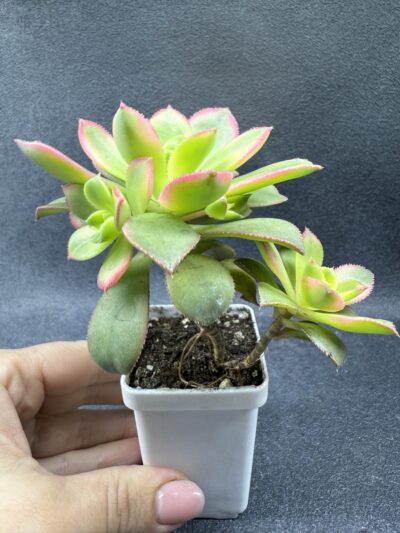 Aeonium Kiwi - Зображення 3