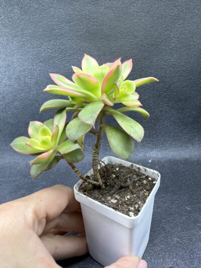 Aeonium Kiwi - Зображення 2