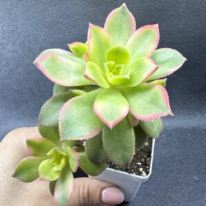 Aeonium Kiwi