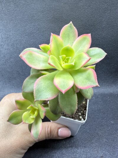 Aeonium Kiwi