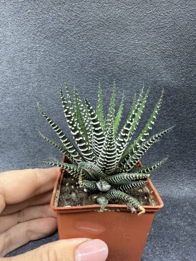 Haworthia fasciata - Зображення 2
