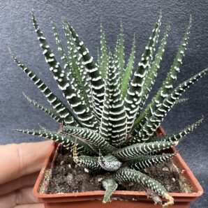Haworthia fasciata