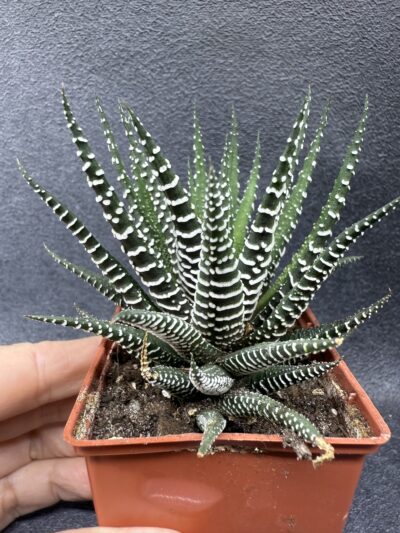 Haworthia fasciata