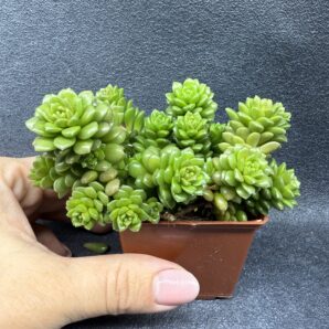 Cremnosedum Little Gem | 86