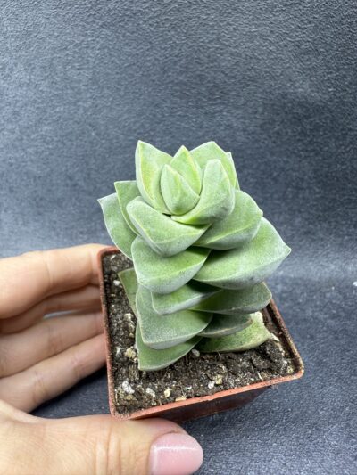 Сrassula moonglow