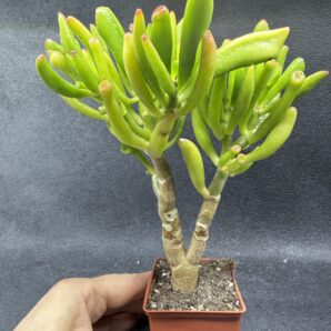 Crassula ovata Coral
