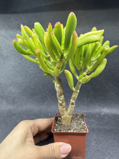Crassula ovata Coral