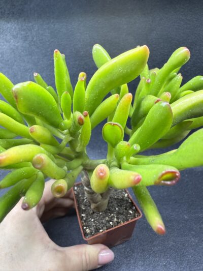 Crassula ovata Coral - Зображення 2
