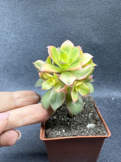 Aeonium Kiwi - Зображення 4