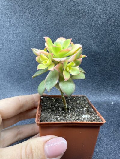 Aeonium Kiwi - Зображення 3