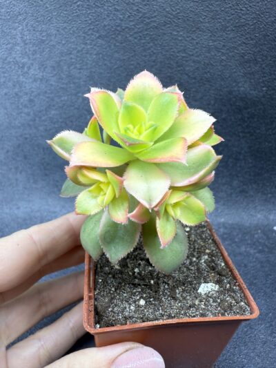 Aeonium Kiwi - Зображення 2
