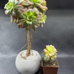Aeonium Kiwi