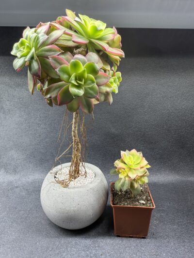 Aeonium Kiwi