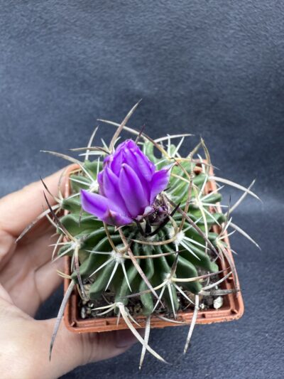 Echinofossulocactus crispatus - Зображення 2