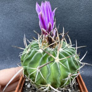 Echinofossulocactus crispatus