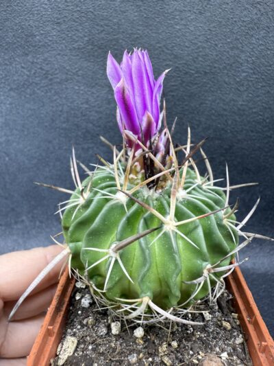 Echinofossulocactus crispatus