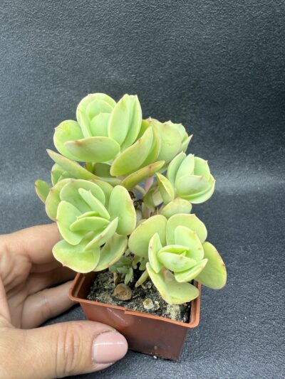 Echeveria Peach Pride - Зображення 2