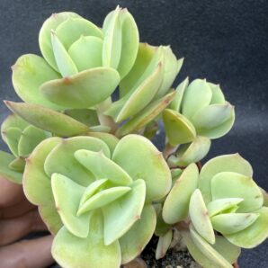 Echeveria Peach Pride