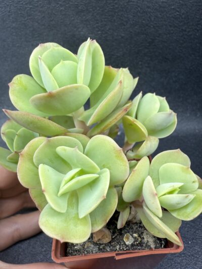 Echeveria Peach Pride