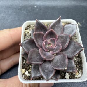 Echeveria Alfred Graf