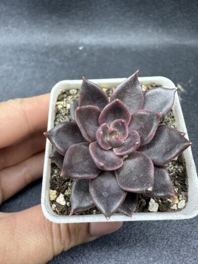 Echeveria Alfred Graf