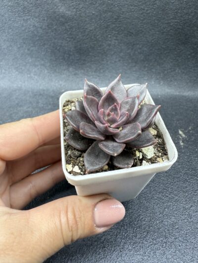 Echeveria Alfred Graf - Зображення 2