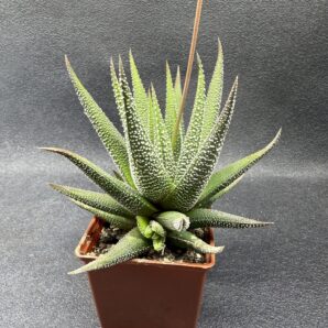 Haworthia Fasciata сoncolor