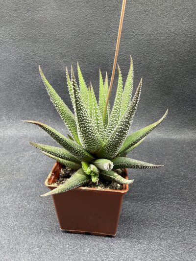 Haworthia Fasciata сoncolor