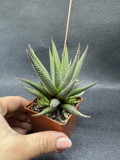 Haworthia Fasciata сoncolor - Зображення 2
