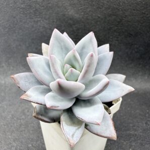 Pachyveria Exotica