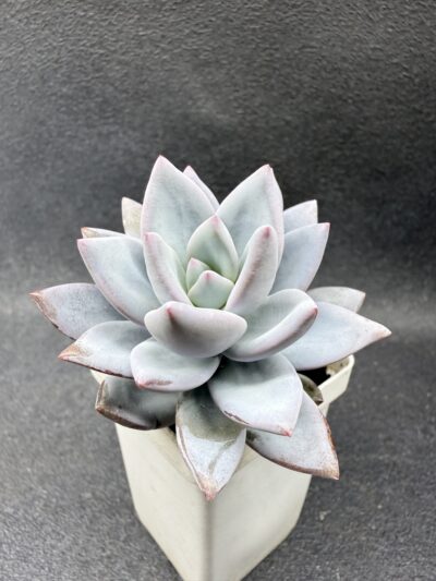 Pachyveria Exotica