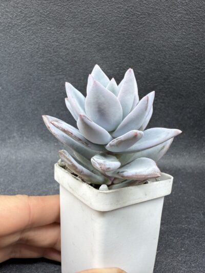Pachyveria Exotica - Зображення 2