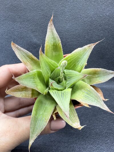 Haworthia - Зображення 2