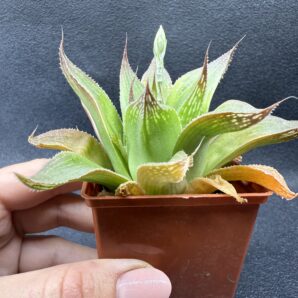 Haworthia