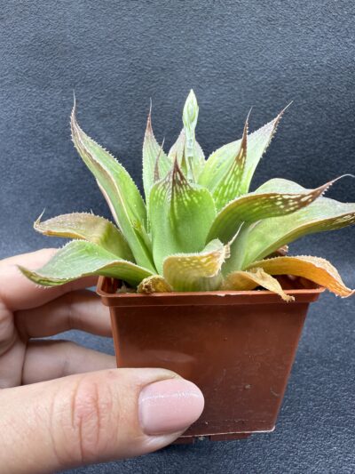 Haworthia