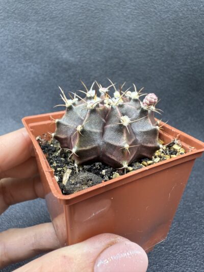 Gymnocalycium mihanovichii 'Hibotan' - Зображення 2