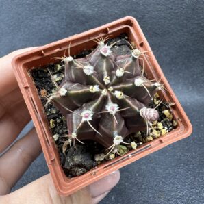 Gymnocalycium mihanovichii 'Hibotan'